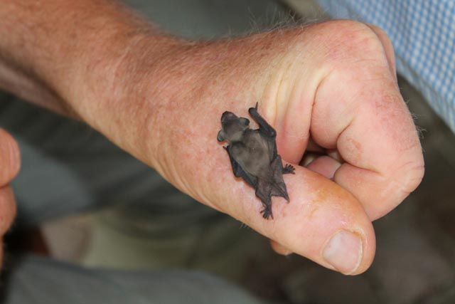 Nicht viel grösser als ein Dauemennagel: Der Fledermauswinzling muss mit Katzenmilch aufgezogen werden. Foto: Sonja Fasler Hübner