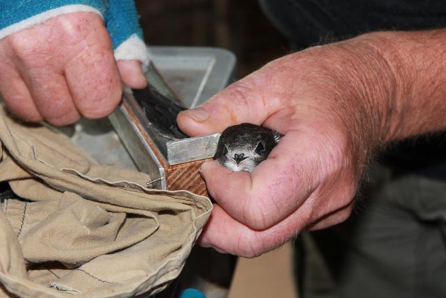 Ueli Schaffner misst die Flügellänge – das Mauerseglerjunge lässt es stoisch über sich ergehen. Foto: Sonja Fasler Hübner
