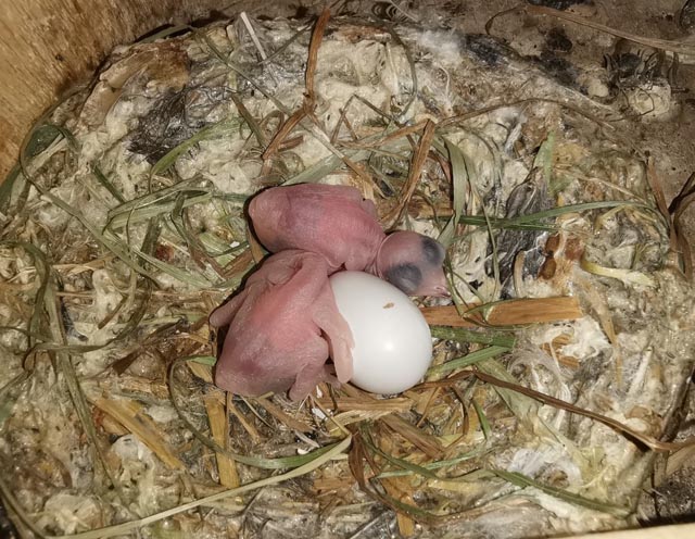 Die Mauersegler entwickeln sich in rasantem Tempo: links die frisch geschlüpften Küken Mitte Juni,.Foto: Werner Fasolin