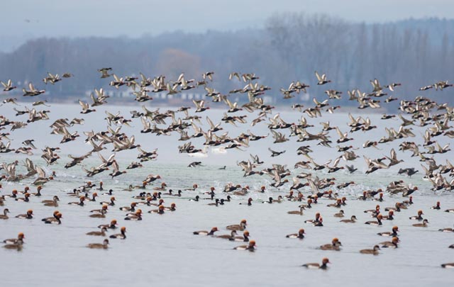 Insbesondere Wasservögel können sehr empfindlich auf die Silhouette eines Stand-Up-Paddelnden reagieren. Wie in einer Kettenreaktion flieht der ganze Schwarm, wenn wenige Vögel auffliegen. Foto: © S. Werner