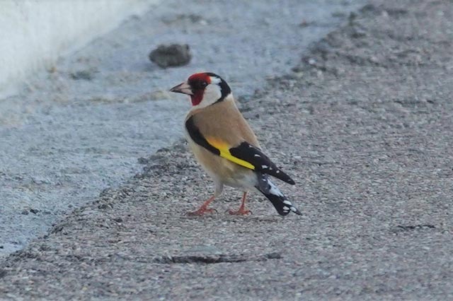 Distelfink – Impression vom Areal der Erst Schweizer AG in Möhlin. Foto: zVg