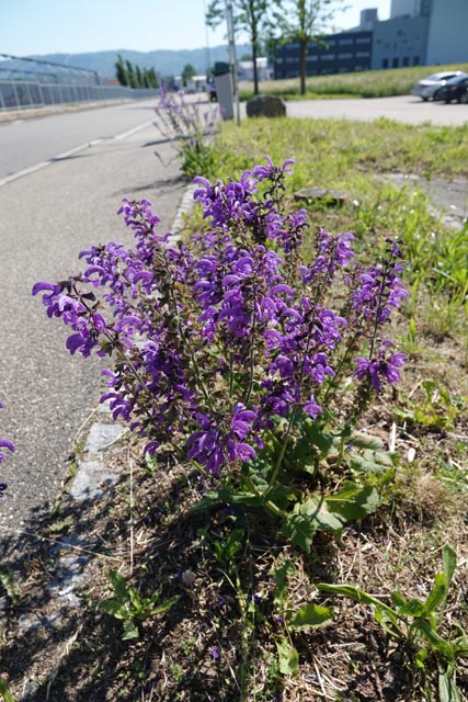 Wiesensalbei – Impression vom Areal der Erst Schweizer AG in Möhlin. Foto: zVg