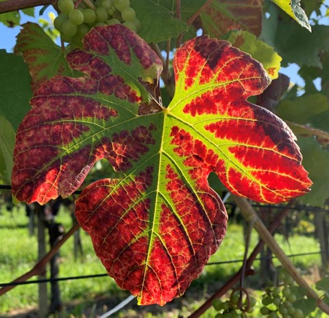 Foto: Margrit Freudemann, Kaisten