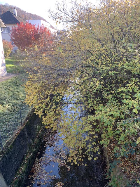 Entlang des Diegterbachs in Sissach werden Durchforstungsarbeiten ausgeführt. Foto: zVg