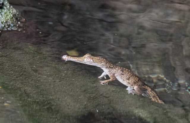 Eines der beiden jungen Australischen Süsswasserkrokodile. Foto: Zoo Basel 