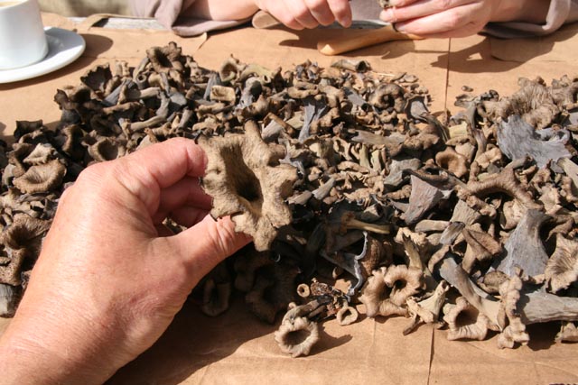 Für Pilzsammler gab es dieses Jahr nicht viel zu holen. Im Bild Herbsttrompeten in der Säuberung. Foto: Peter Schütz
