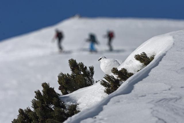 Das Wachstum des Wintertourismus geht nicht spurlos an der Natur vorbei. Für das Alpenschneehuhn und weitere gefiederte Bergbewohner können die dadurch verursachten Störungen schwerwiegende Folgen auf ihr Überleben haben. Foto: © Martin Meier