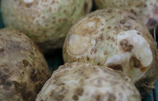 Die knackige Knolle: Knollensellerie enthält ganz viele gesunde Inhaltsstoffe, und ätherische Öle sorgen für den würzig-herben Geschmack. Foto: ji