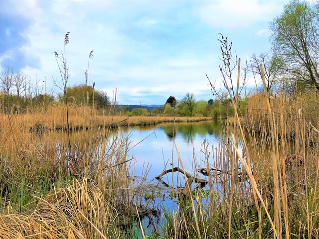 Pro Natura setzte sich einst für den Erhalt des Aara-Altarms ein. Foto: zVg