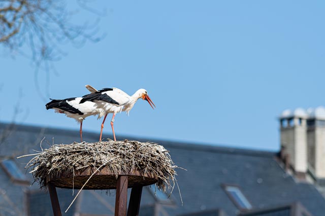 Die Störche klappern im Zolli wieder um die Wette. Foto: Zoo Basel