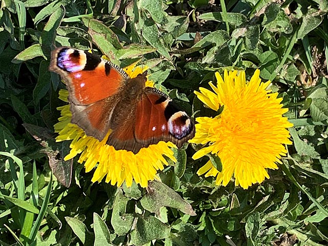 Foto: Margrit Freudemann, Kaisten