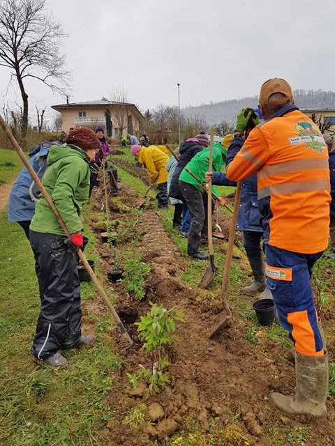 Die Pflanzen werden in die vorbereiteten Furchen eingesetzt. Foto: Benno Zimmermann