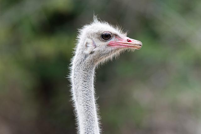 Imani – der neue Straussenhahn im Zoo Basel. Foto: Zoo Basel