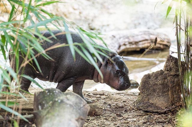 Präsentiert sich nun auch dem Zoo-Publikum: Zwergflusspferd-Jungtier Sala. Foto: Zoo Basel