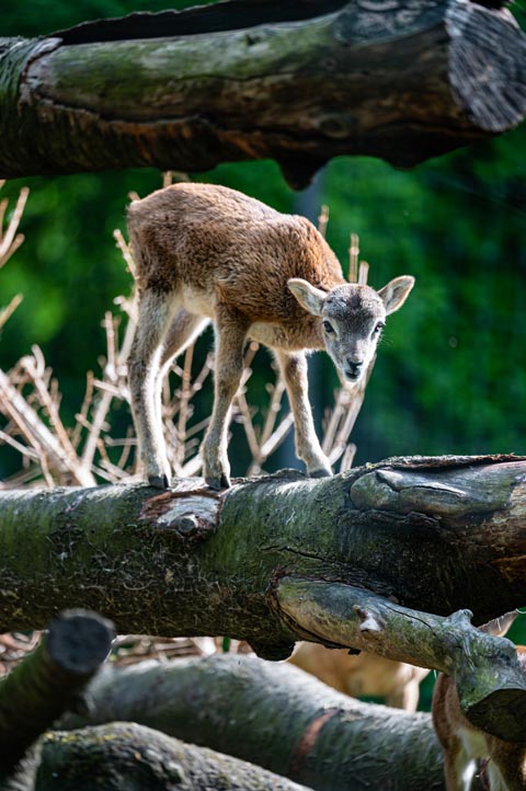 m Zolli sind drei Mufflon-Lämmer zur Welt gekommen. Foto: Zoo Basel