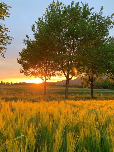 Foto: Margrit Freudemann, Kaisten