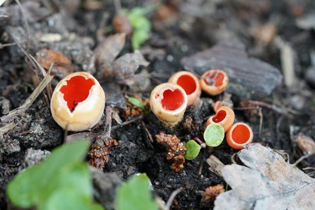 Foto: Heidy Wetter, Rheinfelden