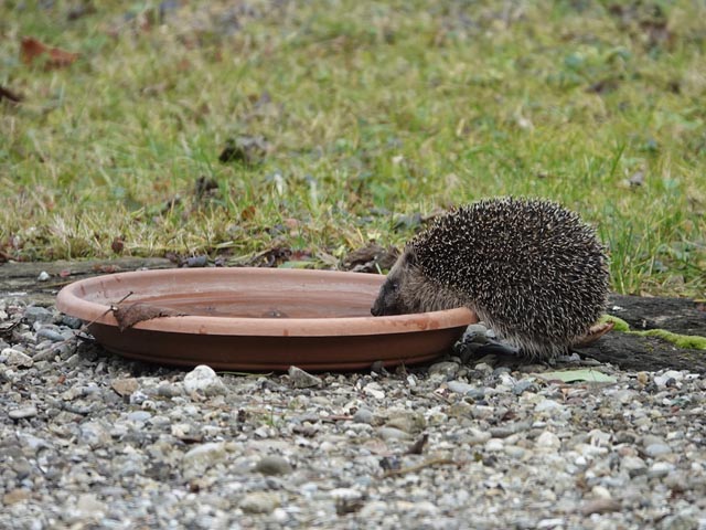 In einer naturnahen Umgebung findet der Igel ausreichend Nahrung. Bei sehr trockenen und warmen Jahreszeiten kann eine Wasserstelle im Garten sinnvoll sein. Auch Vögel lieben darin zu baden. Foto: zVg