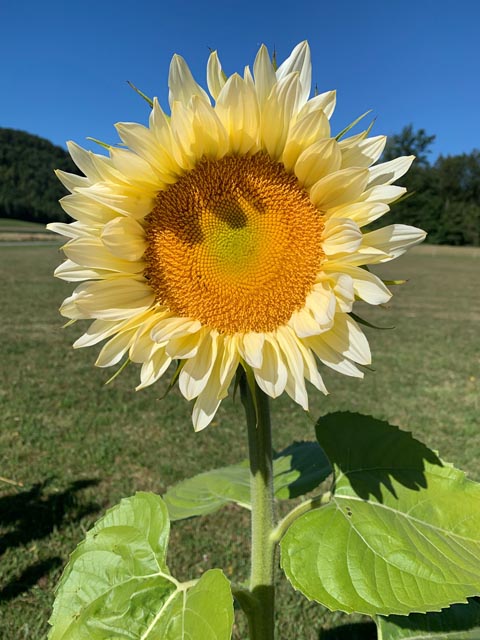 Eine neue Art von Sonnenblume. Foto: Margrit Freudemann, Kaisten