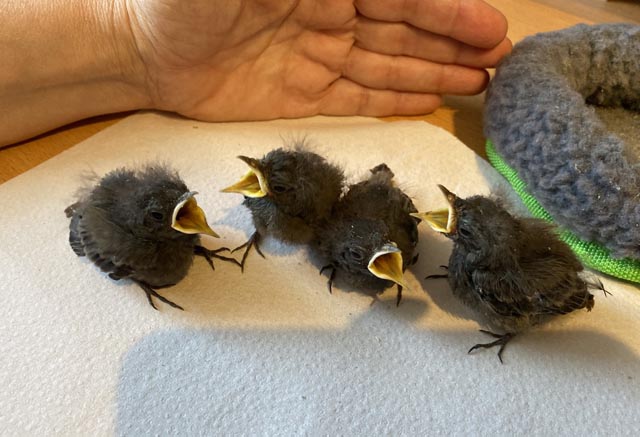 Die vier Nestlinge haben sich gut erholt und sperren laut piepsend ihre Schnäbel auf. Foto: Sonja Fasler