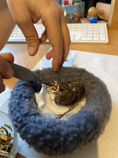 Ein kleiner Hungerleider kriegt seine Insektenration. Foto: Sonja Fasler