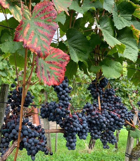 Trauben in den Kaister Rebbergen. Foto: Margrit Freudemann