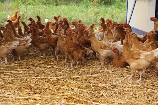  Masthühner in Bio-/KAGfreiland-Haltung dürfen mindestens doppelt so lange leben wie in der konventionellen Haltung. Foto: kagfreiland
