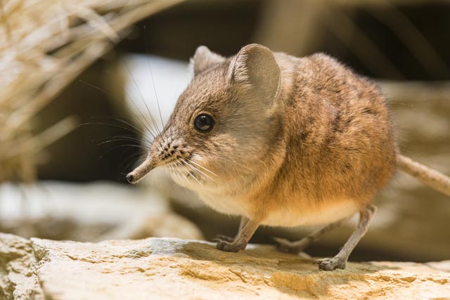 Kurzohr-Rüsselspringer sind in wasserarmen Gebieten im westlichen Südafrika, im südlichen Namibia und im äussersten, südlichen Zipfel von Botswana beheimatet. Foto: Zoo Basel