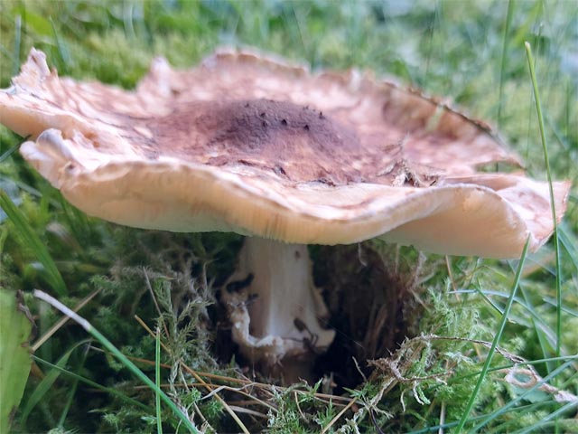 Foto: Olivia Di Marco