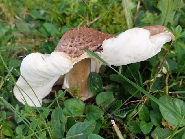 Foto: Olivia Di Marco