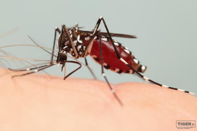 Asiatische Tigermücke. Foto: Projekt TIGER