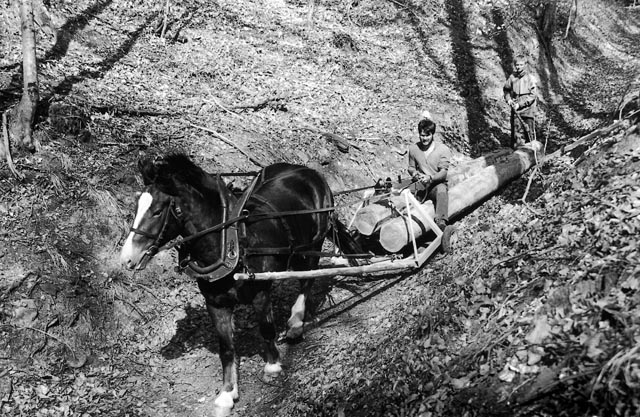 Hohlwege: Holztransport in Hohlweg (Foto: © Pius Rupf / SL Druck + Media AG)