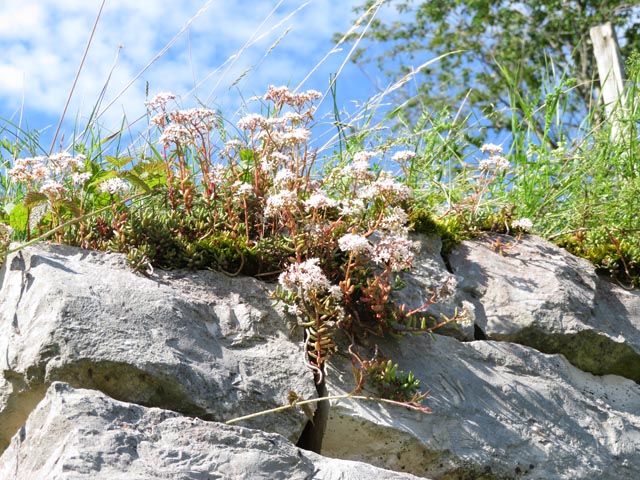 Mauerpfeffer (Foto: © Jurapark Aargau)