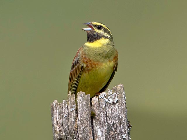 Zaunammer (Foto: © Beni Herzog)