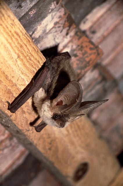 Das vom Aussterben bedrohte Graue Langohr im Dachstock der Mandacher Dorfkirche – eine der Zielarten des Projekts. Foto: © Stiftung Fledermausschutz