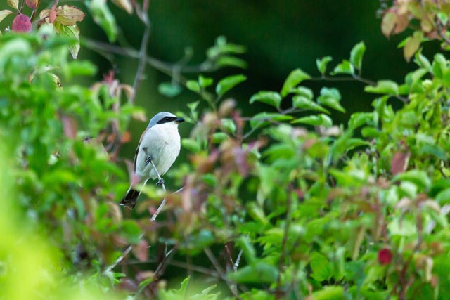 Der Neuntöter, eine weitere Zielart des Jurapark Aargau, der durch das Aufwertungsprojekt gefördert wird. Foto: © apiaster GmbH