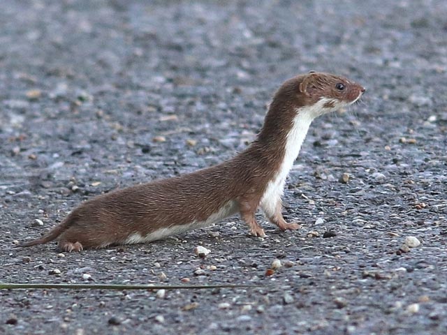 Foto © Markus Schuhmacher