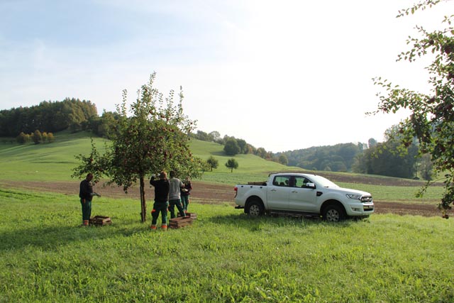 Für einmal Pflücken: Ganz entspannt sammeln die Klienten der Stiftung MBF die Äpfel direkt von den Bäumen. Normalerweise wird zuerst geschüttelt. Foto: © Jurapark Aargau