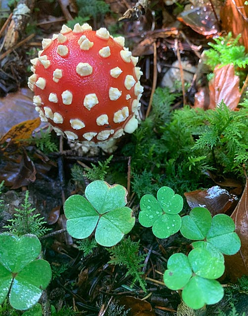 Foto: Margrit Freudemann, Kaisten