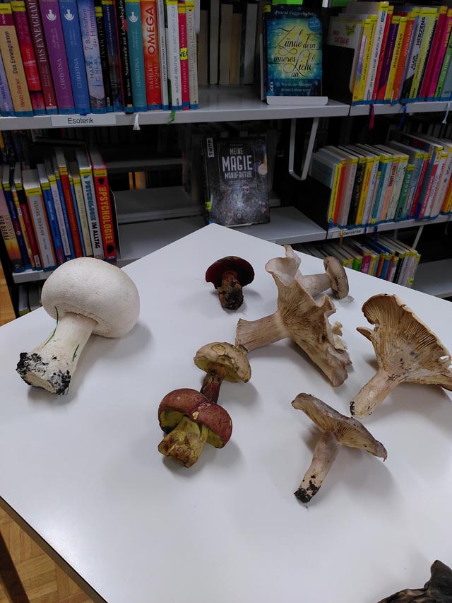 22 47 Vortrag Pilztisch