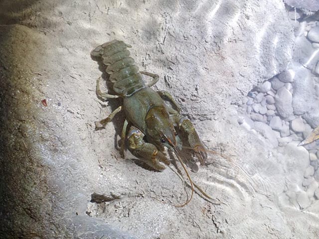 Gesunder Dohlenkrebs. Foto: © Kanton Aargau/BVU