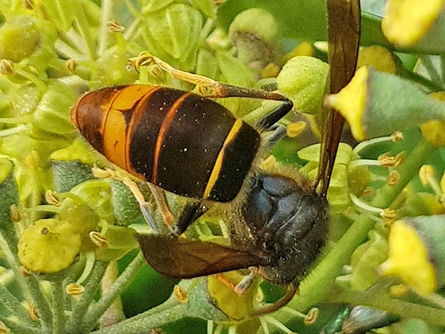 Es muss mit einem vermehrten Auftreten des bienenjagenden Asiatischen Hornisse gerechnet werden. Foto: zVg