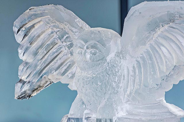 Mit ausgebreiteten Eisflügeln zieht «Hedwig» alle Blick auf sich. Foto: zVg