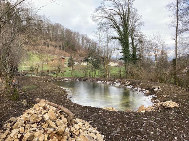 o präsentiert sich aktuell das Naturschutzgebiet «Im Tal» in Eiken. Der grössere Weiher wurde komplett saniert, hinzu kamen drei kleine neue Weiher. Der Naturschutzverein Eiken, der heuer sein 50-jähriges Bestehen feiert, hofft, dass sich in dem Naturschutzgebiet von nationaler Bedeutung bald wieder ein seltener Gast blicken lässt, nämlich der Glögglifrosch. Foto: zVg