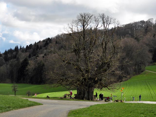 Bäume, wie die rund 800 Jahre alte Linner Linde, nehmen Wasser auf, speichern es und setzt es wieder frei. Foto: ofi