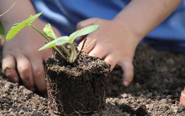 Frühlingszeit ist Gartenzeit. Foto: © Pixabay