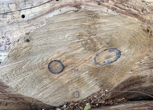 Foto: Margrit Freudemann, Kaisten