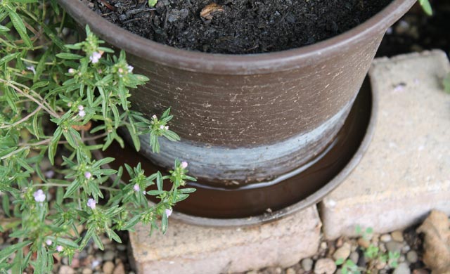 Stehendes Wasser vermeiden. Foto: bud