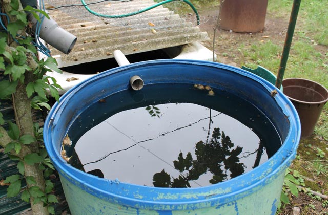 Stehendes Wasser vermeiden. Foto: bud