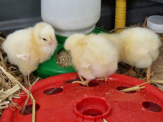 Am 24. Tag waren drei herzige Biblei geschlüft, die bis zu den Frühlingsferien in Obermumpf bleiben durften. Foto: zVg